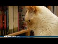 Un gato no entiende por qué hay un humano durmiendo en su cama de 150 x 200