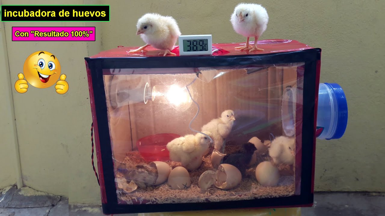 Como Hacer una Incubadora Casera Para Huevos de Gallina || Incubadora de  pollos - YouTube