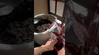 Make An Easy Hostess Gift