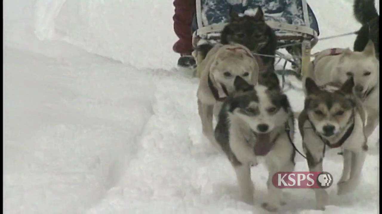Chilly Dogs: Sled Dog Racing | Northwest Profiles (2002) | KSPS PBS