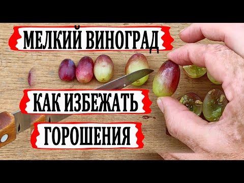 🍇 Почему на винограде МЕЛКИЕ ЯГОДЫ. Что и когда нужно сделать, чтобы ЯГОДЫ были КРУПНЫМИ. Горошение.