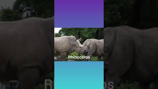 Rhinoceros Sounds