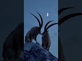 Defying Winter’s Grip: The Thrilling Hunt for the Season’s First Ibex #hunting #wildlife #facts #ai