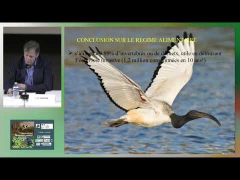 Vidéo: Ibis - oiseau sacré et commun : description et espèce