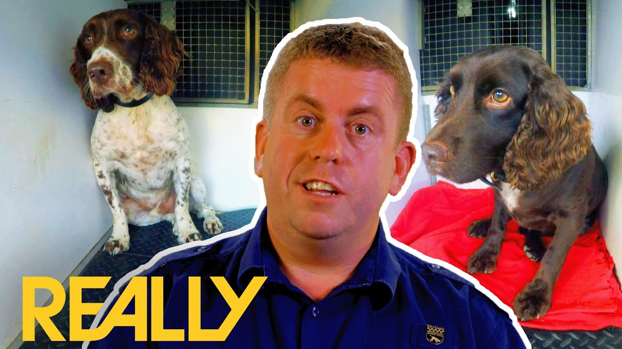 Sniffer Dogs Trained To Catch Illegal Tobacco Dog Detectives YouTube