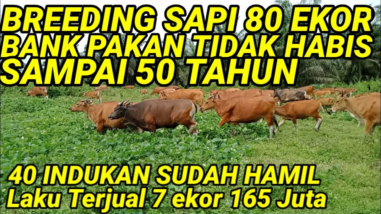 NGERI BREEDING SAPI 80 EKOR BANK PAKAN 50 TAHUN TIDAK HABIS