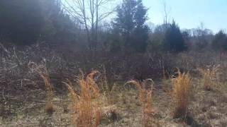 Roark's Blackcreek beagles