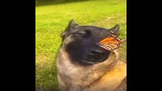 собака с бабочкой на носу #мем