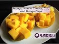 Mango how to pick cut and make mango cups from plantsrule