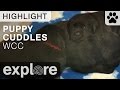 Puppy Cuddle Time - Warrior Canine Connection - Live Cam Highlight