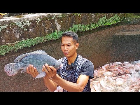 MANTAP, PANEN IKAN NILA BABON DENGAN KOLAM 2×7 BISA PANEN 1,5TON