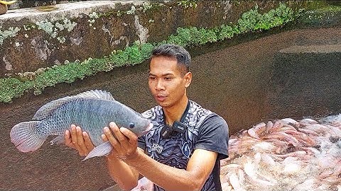 MANTAP, PANEN IKAN NILA BABON DENGAN KOLAM 2×7 BISA PANEN 1,5TON