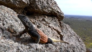 The Chuckwalla lizards of Arizona!! Epic footage inside the rocks.