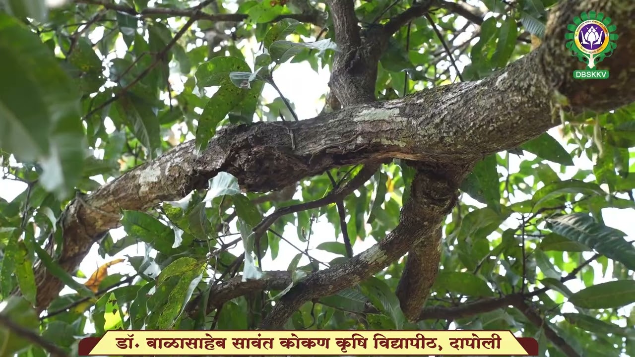आंबा पुनरुज्जीवन करताना झाडाची निवड । Selecting Tree for Rejuvenation | Dr. BSKKV, Dapoli