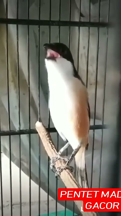 PENTET MADURA GACOR