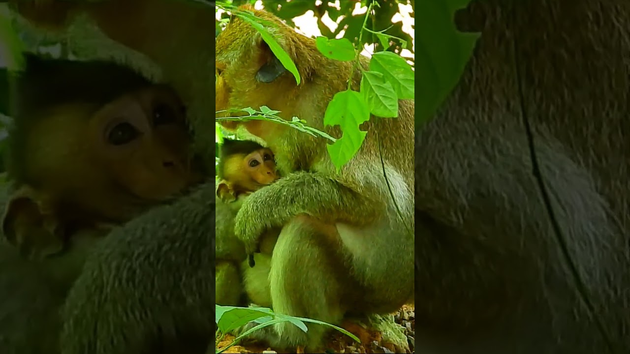 Baby monkey and Mom Libby