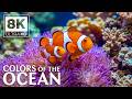 8K Ocean Aquarium – Stunning Tropical Fish &amp; Beautiful Coral Reefs for Deep Sleep