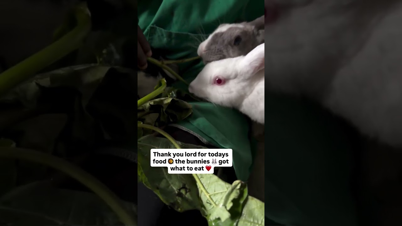 🐰💗 Calling all bunny lovers  I need your support 💗🐰