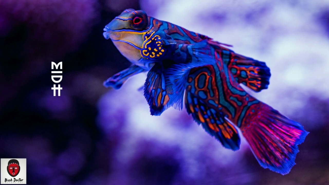 Buddynice - April 14th (Phats De Juvenile Tribal Remix)