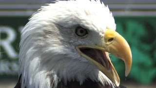 Rookie Eagle Trains