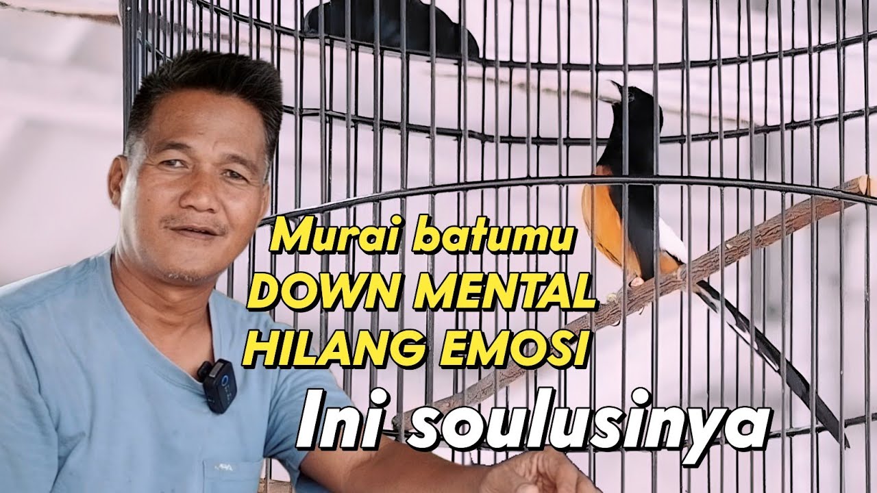 TIPS MENGATASI MURAI BATU DOWN MENTAL DARI SARJANA MURAI ‼️