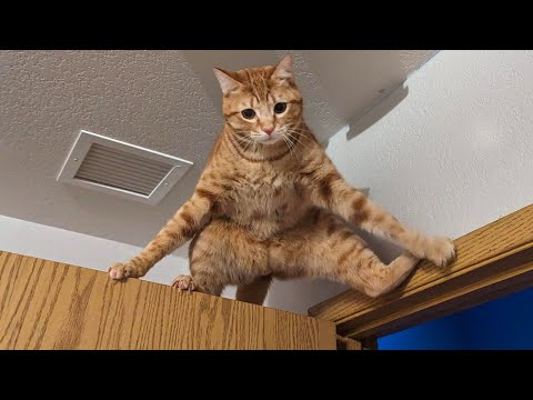 Watch and TRY NOT TO LAUGH 🤣 Funny Cat Videos of 2024