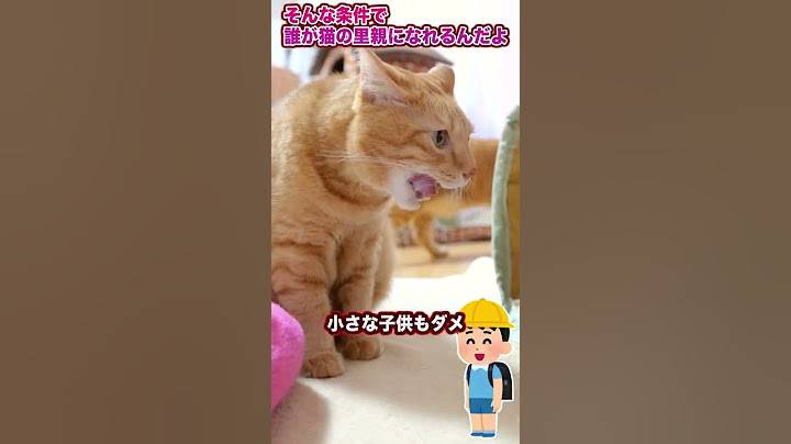 そんな条件で誰が猫の里親になれるんだよ #Shorts