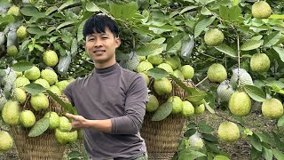 2 ปีตามลำพังในป่า เก็บฝรั่งลูกใหญ่ไปขายตลาด เลี้ยงลูกเป็ดไก่