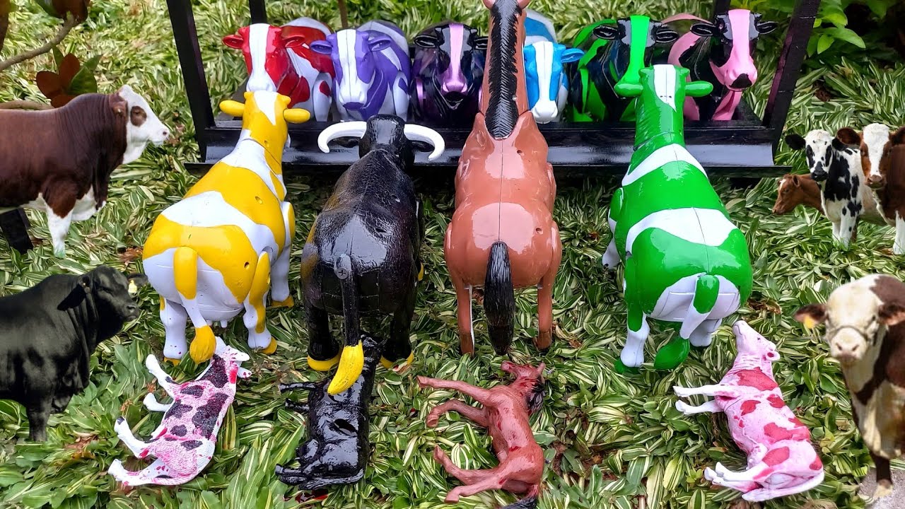 Proses !!! Sapi Lucu Melahirkan Cesar | Proses Potong Kurban Sapi & Kerbau