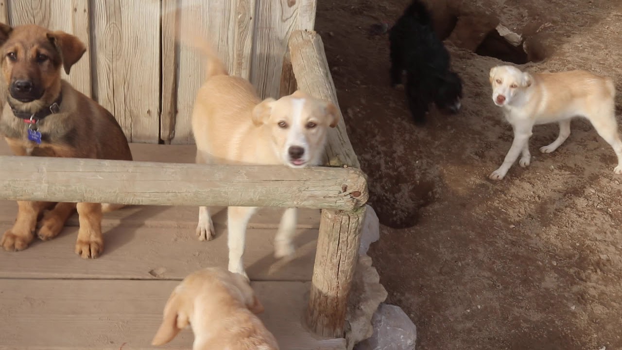 Nestle Nougat and Nugget 3 YouTube