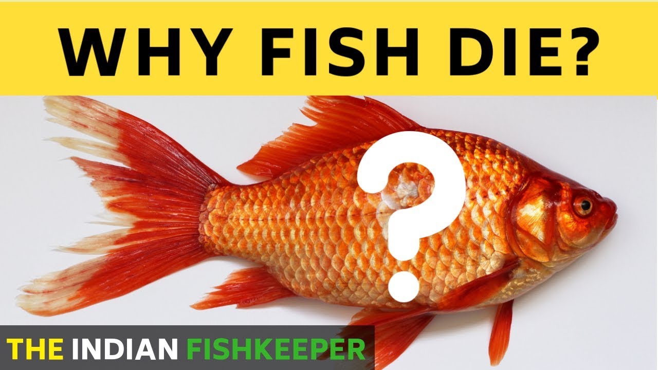 Why Fish Die In Aquarium | How To Save Your Fish From Dying - Youtube