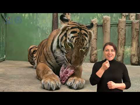 Video: Turanský tygr: stanoviště (foto)
