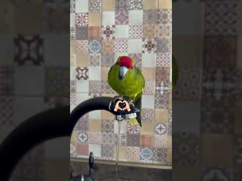 Новозеландский прыгающий попугай Какарик 🦜