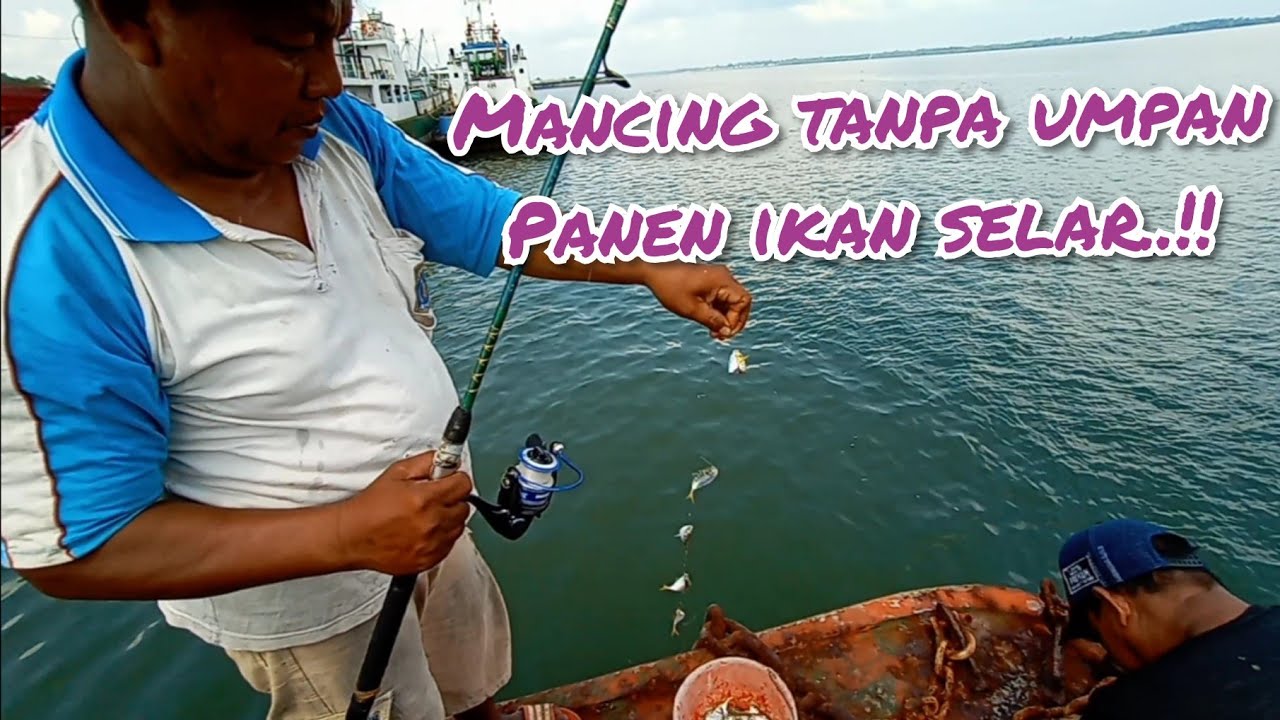 Bapak ini mancing tehnik ngotrek panen ikan selar !! 