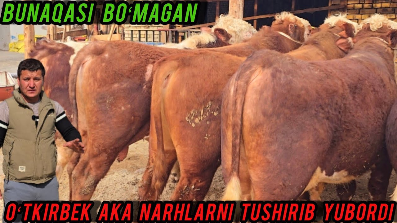 SMENTAL BUQALAR OʻTKIRBEK AKA BUGUN NARHLARNI KESKIN TUSHIRIB YUBORDI 👍✅️