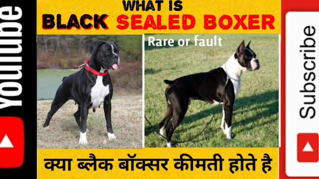 what is a sealed boxer