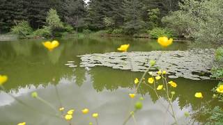 زهور  زنبق الماء تزهر في بيتليس