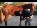 Picking up feet, preparation for farrier, weanling training.