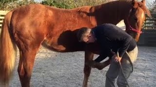 Picking up feet, preparation for farrier, weanling training.