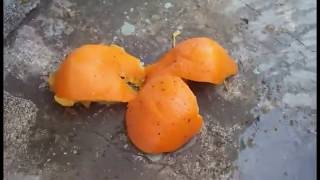 Experiment Hammer Vs Fruits