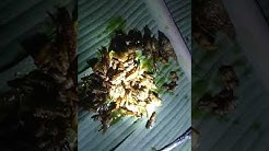 Enaknya goreng ikan impun - Durasi: 2.43. 