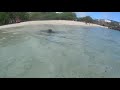 Galápagos, snorkel, sea lion, sea turtles