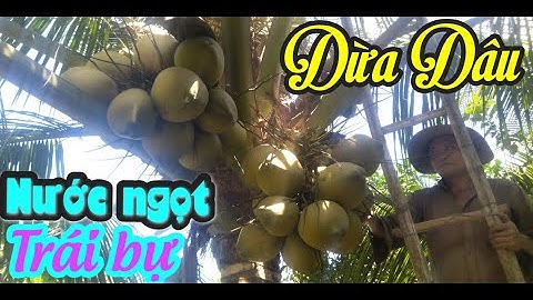 DỪA DÂU SIÊU TRÁI CÓ GÌ KHÁC VỚI NHỮNG LOẠI DỪA KHÁC - DỪA DÂU NƯỚC NGỌT TRÁI BỰ BÀ CON NÊN TÌM HIỂU