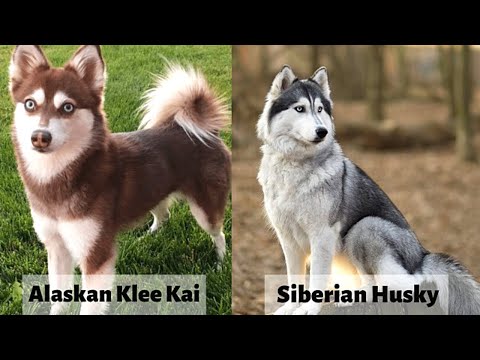 Alaskan klee kai vs Siberian Husky [Detailed Analysis]
