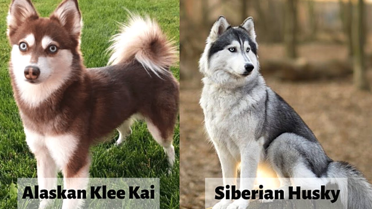 Alaskan klee kai vs Siberian Husky [Detailed Analysis] 