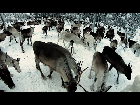 Recording reindeer in Lapland, Finland