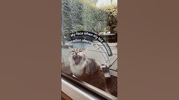 Modern Mom Life 😻🔐 #funnycats #privacy #family #locationsharing #androidapp #iosapp #encryption #gps