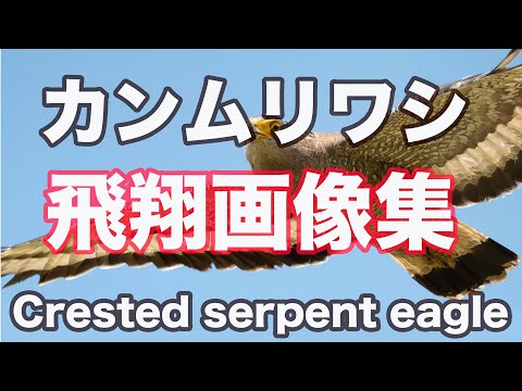 【飛翔画像集】カンムリワシ飛翔　ニコンD500＋500MMF5.6PF  Crested serpent eagle Flight image collection