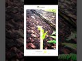 Hunting Serangga Di Rumah #kamera #smartphone #kameraip #ahestetic #tutorial #fotografi
