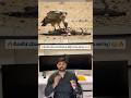 Vulture How Can It Eat Rotten Meat Without Getting Sick? 😳🦅#animals #shorts #nature